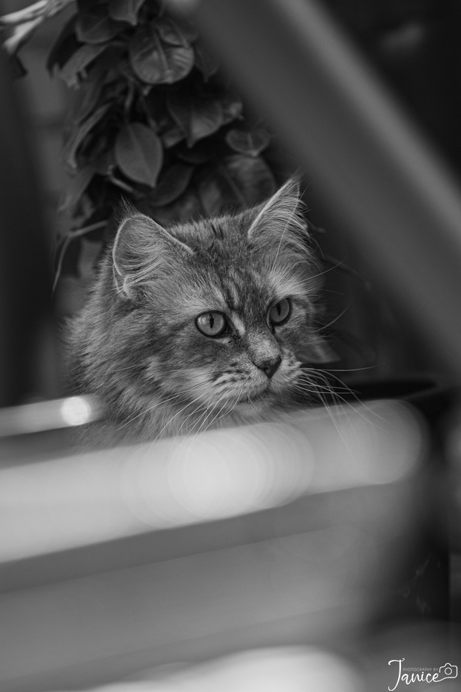 Maine Coons, dierenfotografie, katten, raskatten, raskat, fotograaf, fotografie, Delft, Zuid Holland, Janice Hijdra huisdierenfotograaf, huisdierenfotografie
