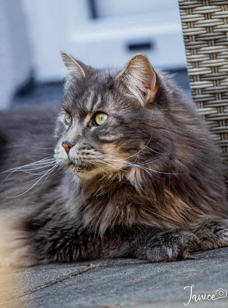 Maine Coons, dierenfotografie, katten, raskatten, raskat, fotograaf, fotografie, Delft, Zuid Holland, Janice Hijdra huisdierenfotograaf, huisdierenfotografie
