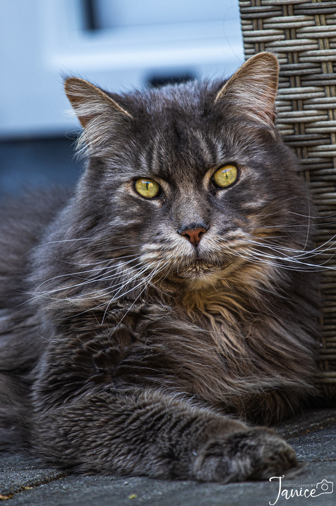 Maine Coons, dierenfotografie, katten, raskatten, raskat, fotograaf, fotografie, Delft, Zuid Holland, Janice Hijdra huisdierenfotograaf, huisdierenfotografie