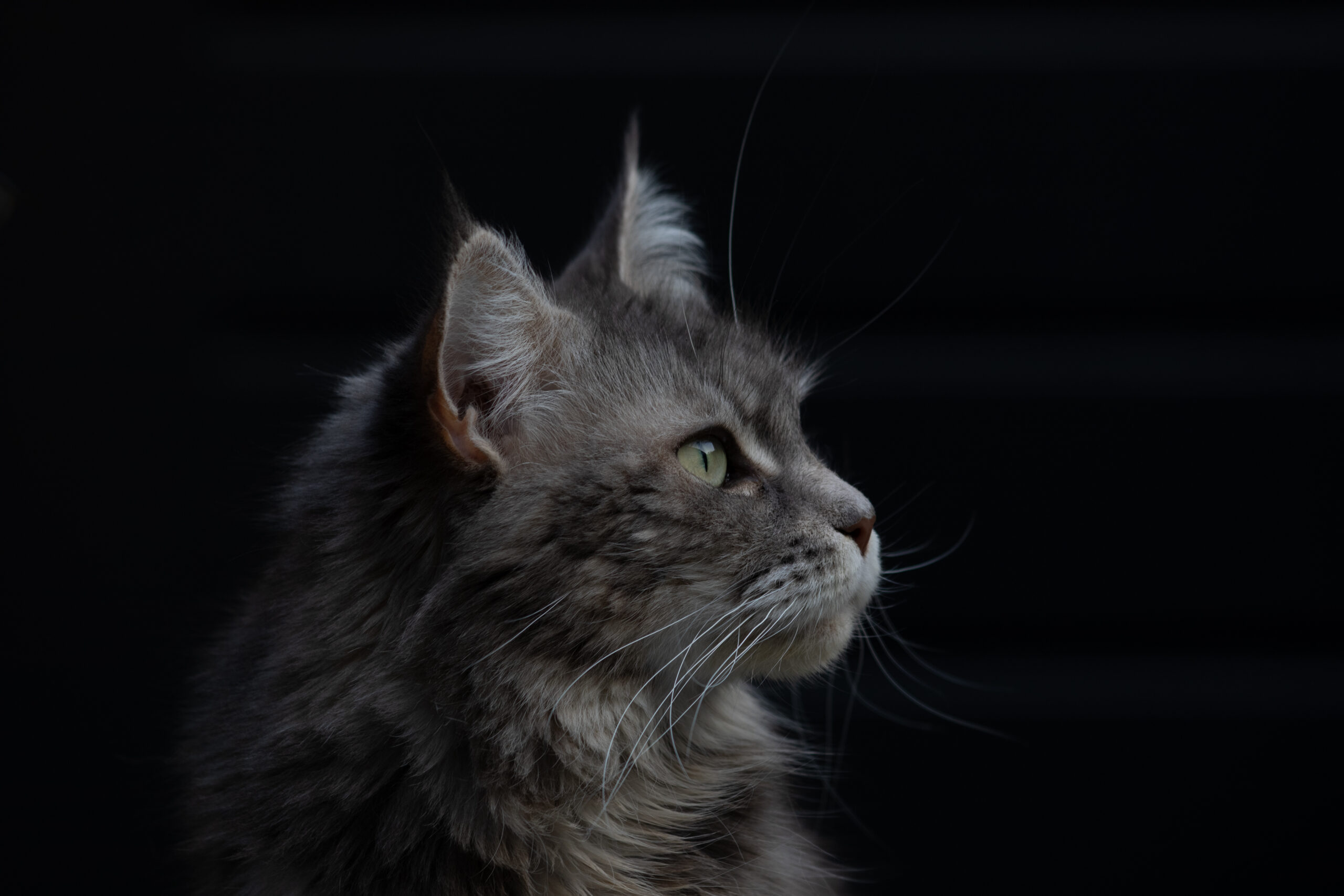 Maine Coons, dierenfotografie, katten, raskatten, raskat, fotograaf, fotografie, Delft, Zuid Holland, Janice Hijdra huisdierenfotograaf, huisdierenfotografie