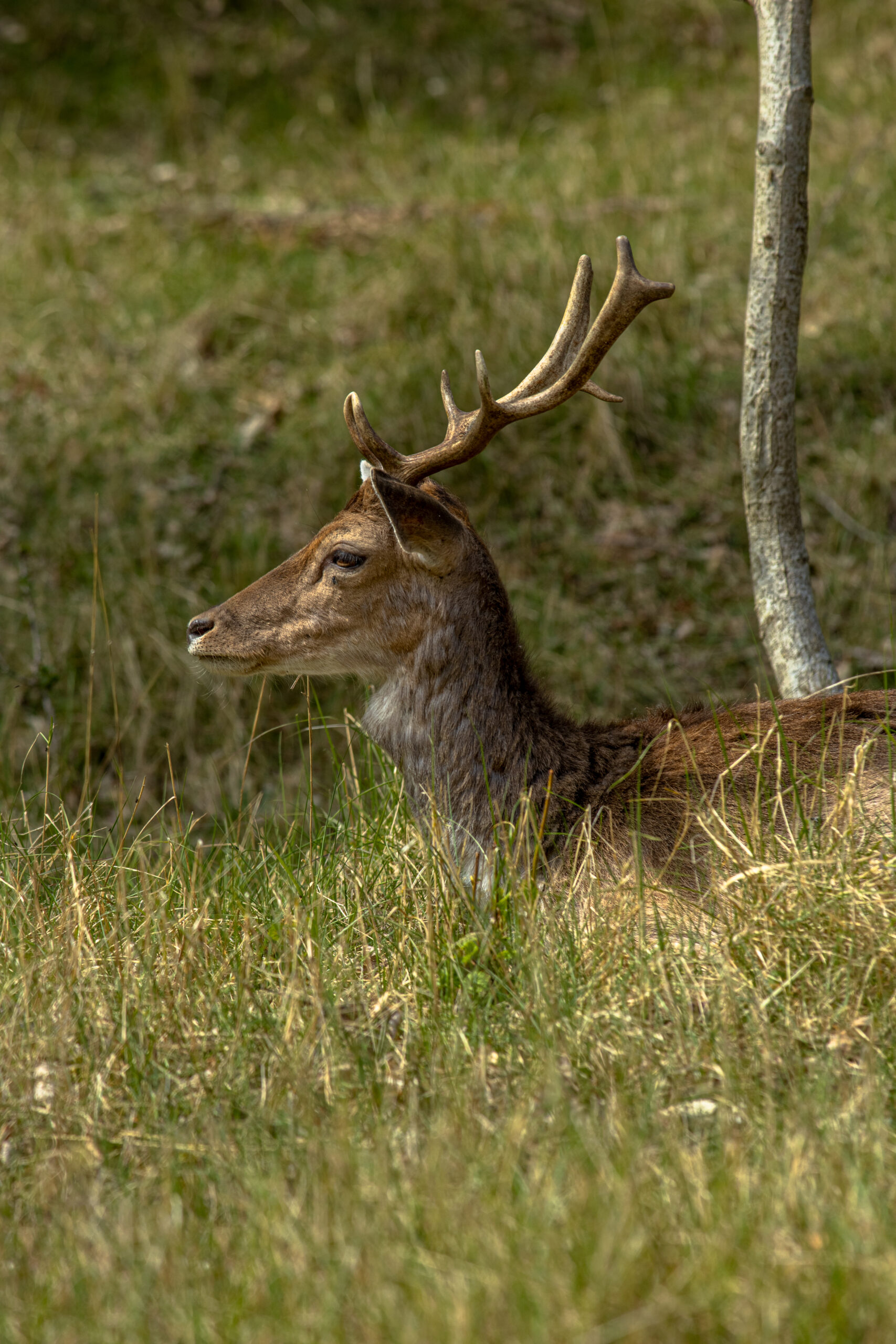 dierenfotografie, fotograaf, fotografie, Delft, Zuid Holland, Janice Hijdra, wildlife, wildlifefotografie, Amsterdamse Waterleidingduinen