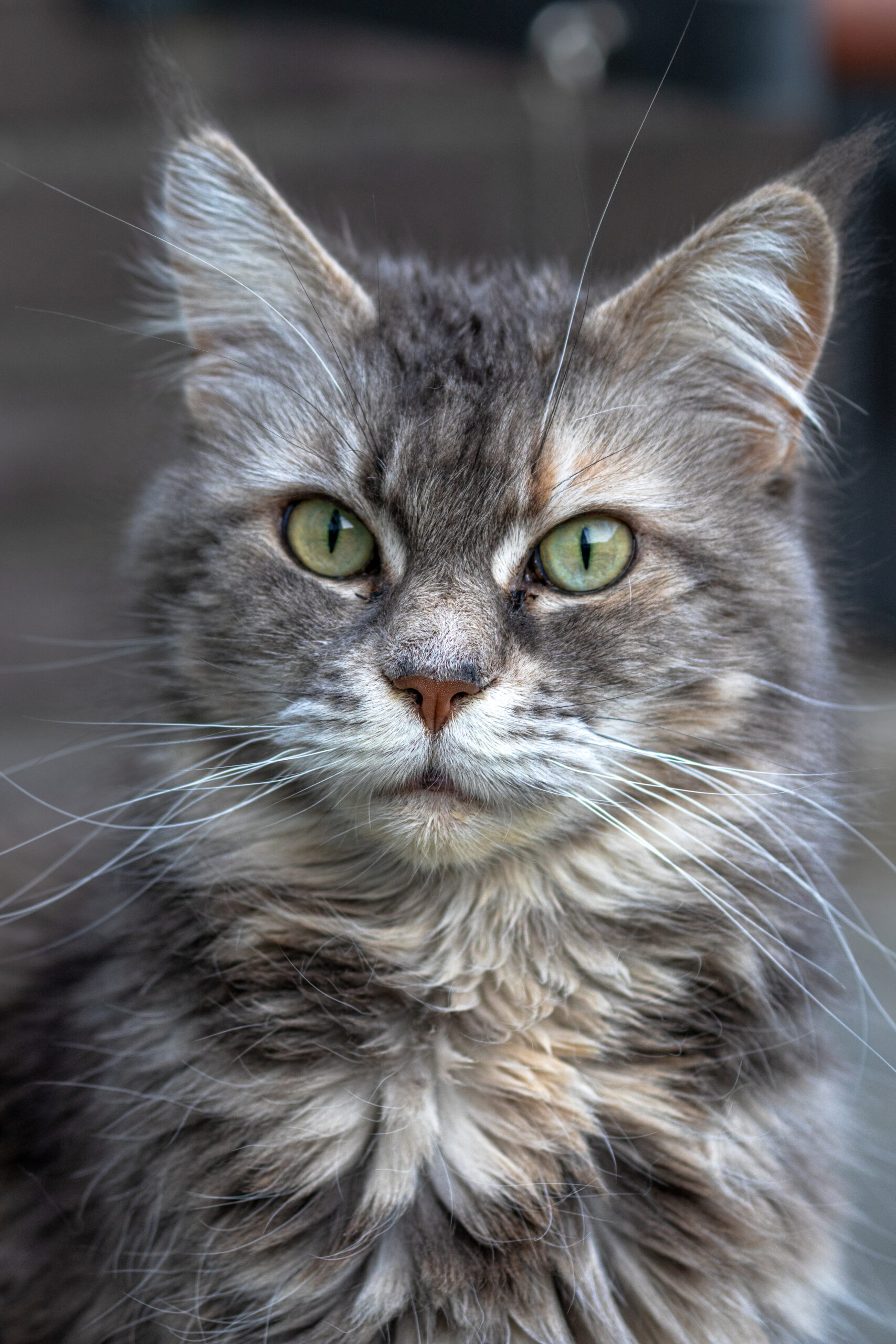 Maine Coons, dierenfotografie, katten, raskatten, raskat, fotograaf, fotografie, Delft, Zuid Holland, Janice Hijdra huisdierenfotograaf, huisdierenfotografie